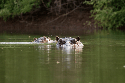 Animales Hipopótamo Occidental