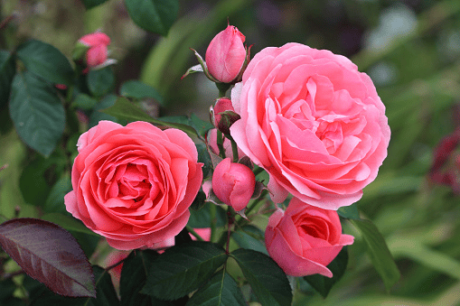 Rosa de Japón