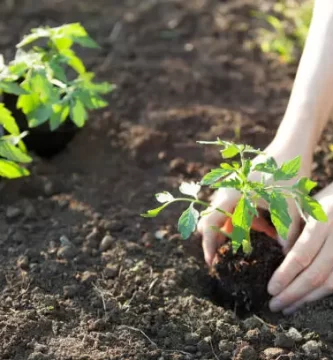 Plantar tomates