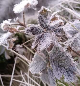 Tercer día seguido con temperaturas bajo 0 en Valle Nuevo, Constanza