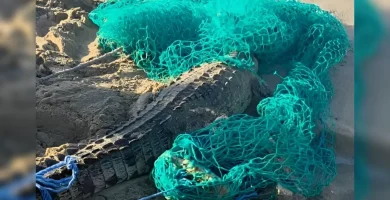 Autoridades informan sobre lo sucedido con cocodrilo juvenil en Islabón