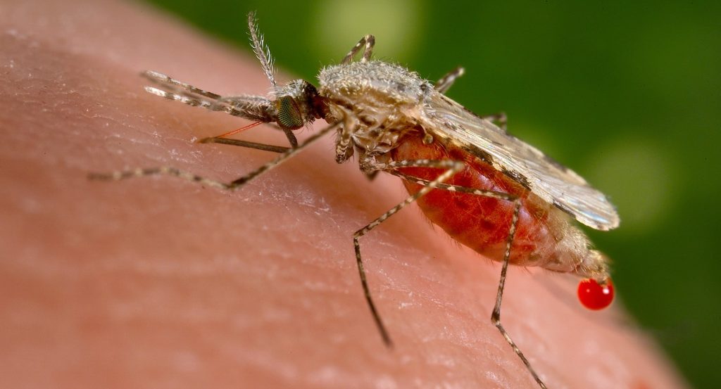 OMS aprueba el primer tratamiento contra la malaria diseñado para recién nacidos y bebés