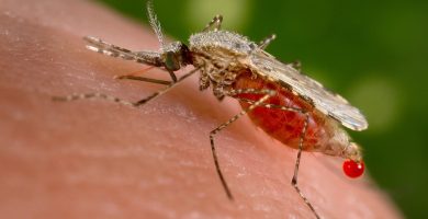 OMS aprueba el primer tratamiento contra la malaria diseñado para recién nacidos y bebés