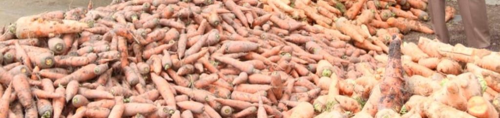 VIDEO: Agricultores de Constanza lanzan cientos de sacos de zanahorias al vertedero por altos costos y bajos precios