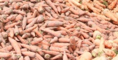 VIDEO: Agricultores de Constanza lanzan cientos de sacos de zanahorias al vertedero por altos costos y bajos precios