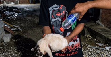 VIDEO: Someten hombres quemaron le prendieron fuego a gato