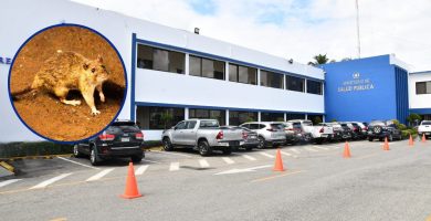 Ministerio de Salud informa que no hay evidencia de circulación de hantavirus en el país