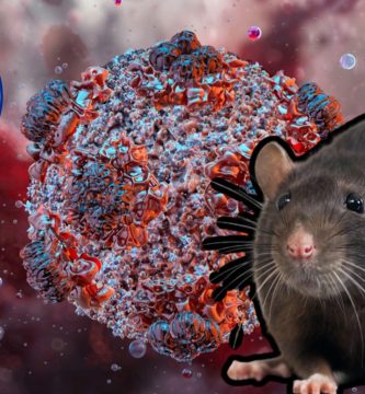 Hospitalizan azafata con posibles síntomas de hantavirus en Ámsterdam; es considerada un potencial nuevo de contagio
