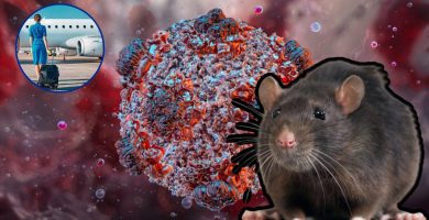 Hospitalizan azafata con posibles síntomas de hantavirus en Ámsterdam; es considerada un potencial nuevo de contagio