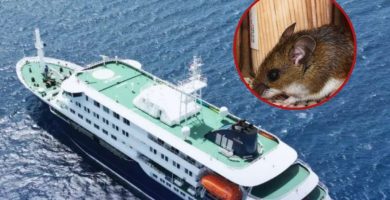 Cronología del hantavirus, urgencia epidemiológica con tres muertos y seis afectados