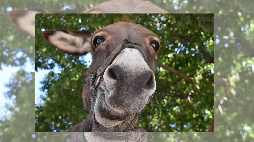 Homenaje a un cuadrúpedo carismático, noble y peculiar: Es el Día Mundial del Burro