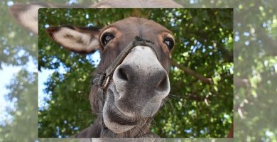 Homenaje a un cuadrúpedo carismático, noble y peculiar: Es el Día Mundial del Burro