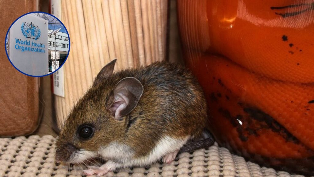 Riesgo de hantavirus sigue siendo mínimo para la población, según la OMS