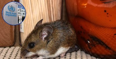 Riesgo de hantavirus sigue siendo mínimo para la población, según la OMS