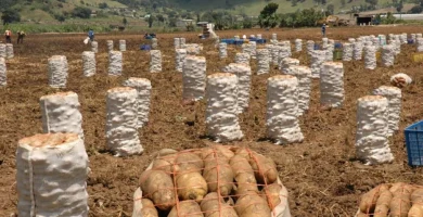 Gobierno iniciará compra total de producción de papas en Tireo, Constanza