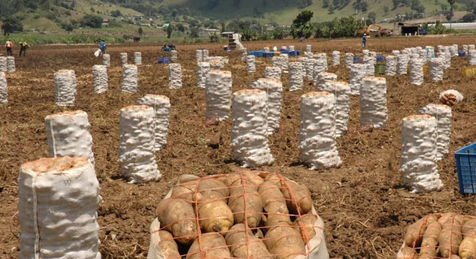 Gobierno iniciará compra total de producción de papas en Tireo, Constanza