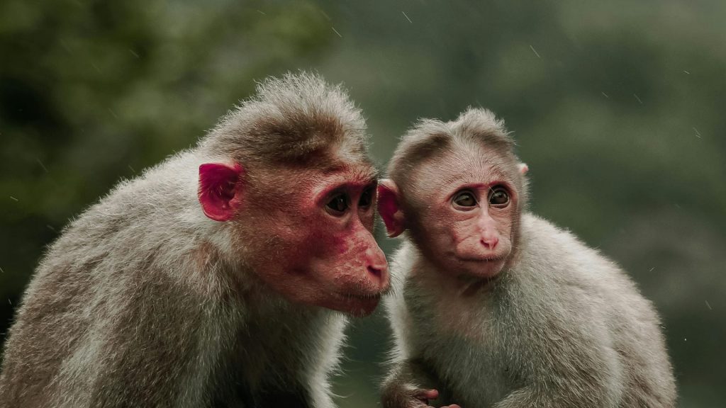 Capturan pareja que intentaba traficar monos ocultos en sus partes íntimas hacia RD
