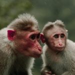 Capturan pareja que intentaba traficar monos ocultos en sus partes íntimas hacia RD