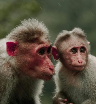 Capturan pareja que intentaba traficar monos ocultos en sus partes íntimas hacia RD
