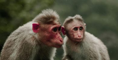 Capturan pareja que intentaba traficar monos ocultos en sus partes íntimas hacia RD