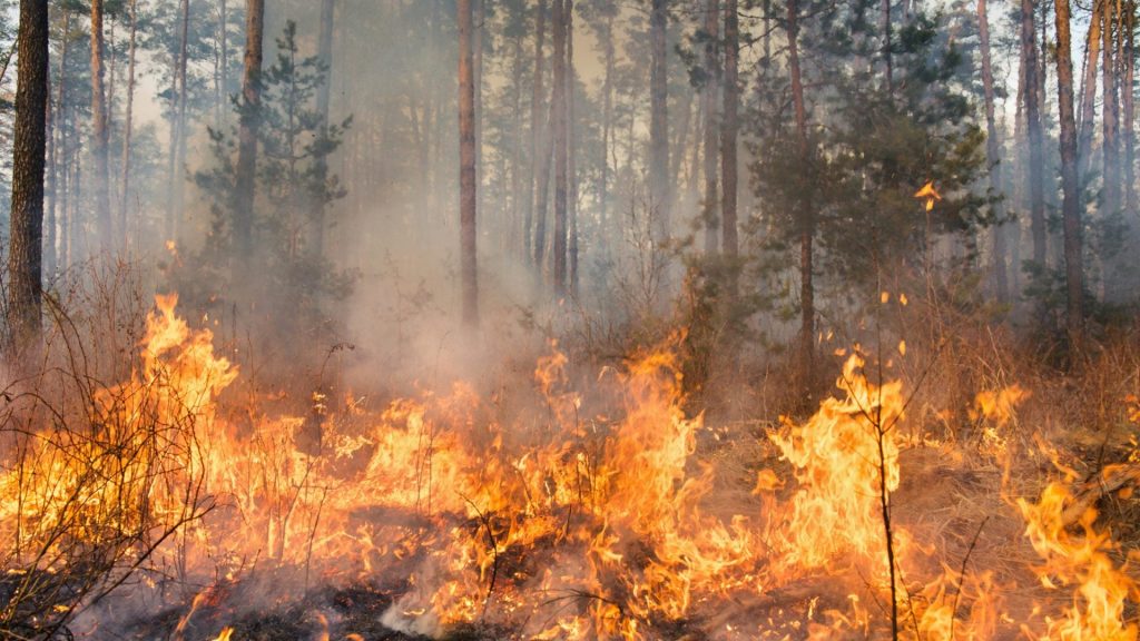 Incendios forestales pueden contaminar el agua hasta por cinco años, advierten científicos