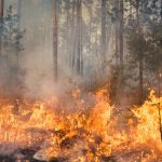 Incendios forestales pueden contaminar el agua hasta por cinco años, advierten científicos