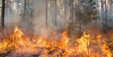 Incendios forestales pueden contaminar el agua hasta por cinco años, advierten científicos