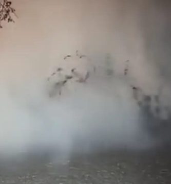 ¡Sorprendente! Brota un géiser en el patio de una vivienda en México