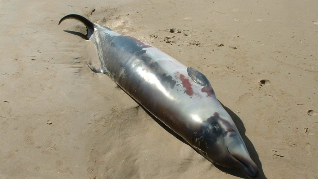 Hallan muerto un mesoplodón en Playa Grande, Río San Juan
