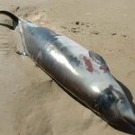 Hallan muerto un mesoplodón en Playa Grande, Río San Juan