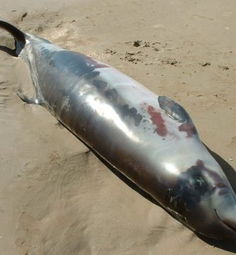 Hallan muerto un mesoplodón en Playa Grande, Río San Juan