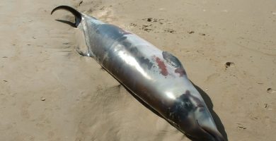 Hallan muerto un mesoplodón en Playa Grande, Río San Juan