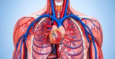Un hábito en la juventud podría mejorar la salud de las arterias en la vejez, según estudio
