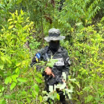 Hallan plantación de 16 mil 500 arbustos de cocaína en Honduras