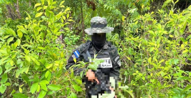 Hallan plantación de 16 mil 500 arbustos de cocaína en Honduras