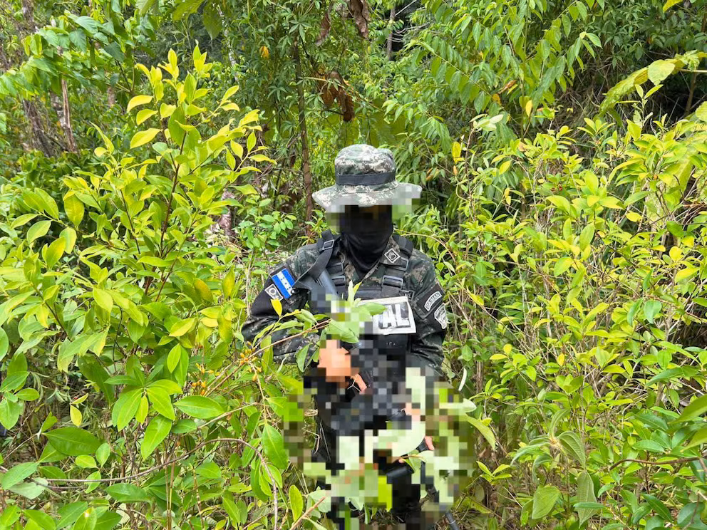Hallan plantación de 16 mil 500 arbustos de cocaína en Honduras