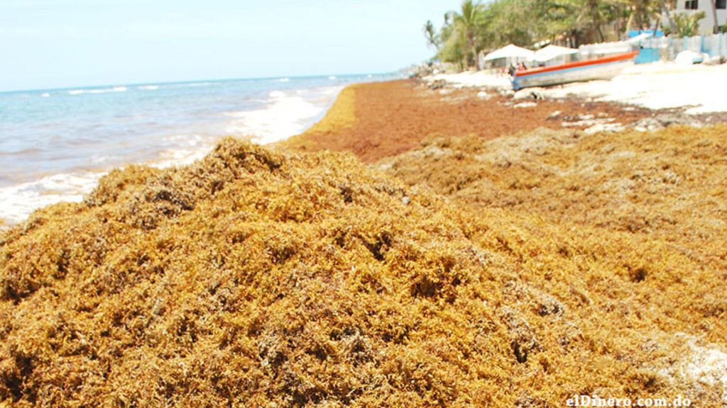 Buscan convertir el sargazo en comida debido a altos niveles de presencia en playas