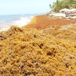 Buscan convertir el sargazo en comida debido a altos niveles de presencia en playas