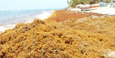 Buscan convertir el sargazo en comida debido a altos niveles de presencia en playas