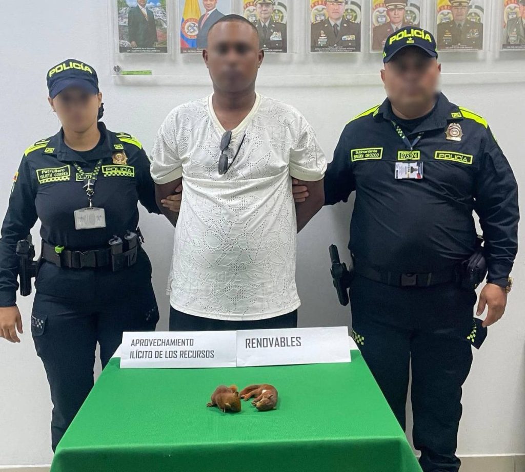 Capturan pasajero que intentó viajar desde Cartagena hacia República Dominicana con dos ardillas ocultas en los genitales