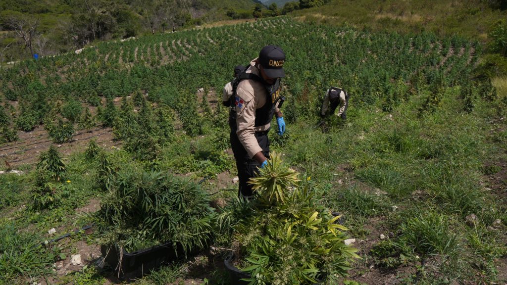 Tres detenidos tras hallazgo de gigantesco cultivo de marihuana en las lomas de Ocoa