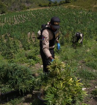 Tres detenidos tras hallazgo de gigantesco cultivo de marihuana en las lomas de Ocoa