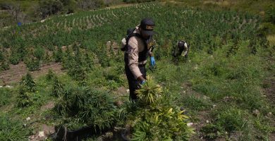 Tres detenidos tras hallazgo de gigantesco cultivo de marihuana en las lomas de Ocoa
