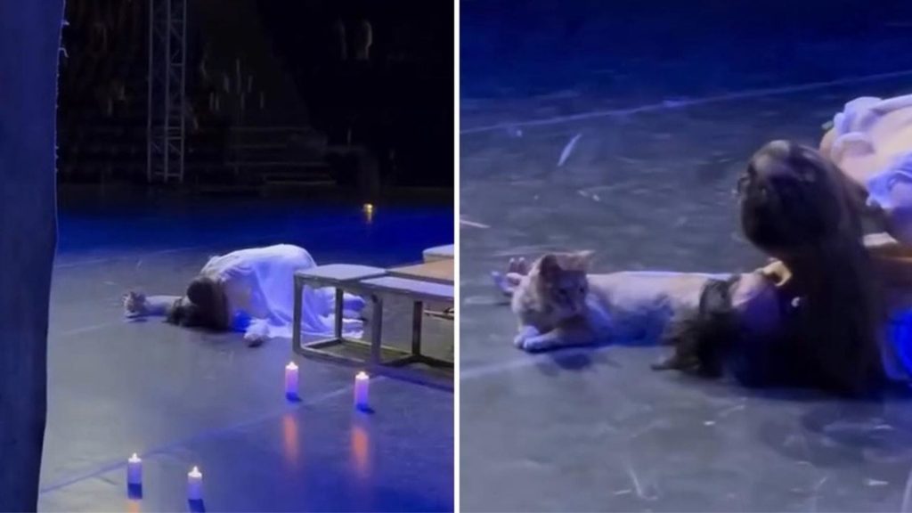 El inesperado actor: gato arruina la muerte de Romeo en plena obra de teatro