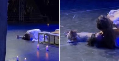 El inesperado actor: gato arruina la muerte de Romeo en plena obra de teatro