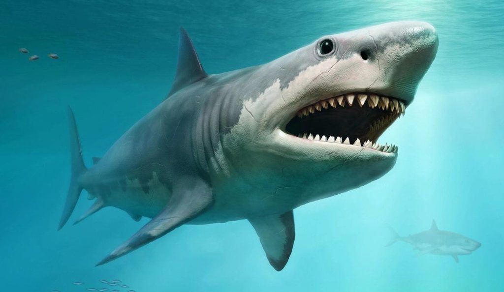 Buzo resulta atacado por tiburón blanco en la bahía de Yuma, La Altagracia