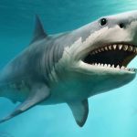Buzo resulta atacado por tiburón blanco en la bahía de Yuma, La Altagracia