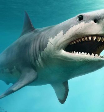Buzo resulta atacado por tiburón blanco en la bahía de Yuma, La Altagracia