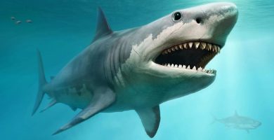 Buzo resulta atacado por tiburón blanco en la bahía de Yuma, La Altagracia