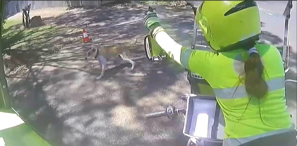 Carteros australianos se equipan con aerosol especial tras auge de ataques de perros